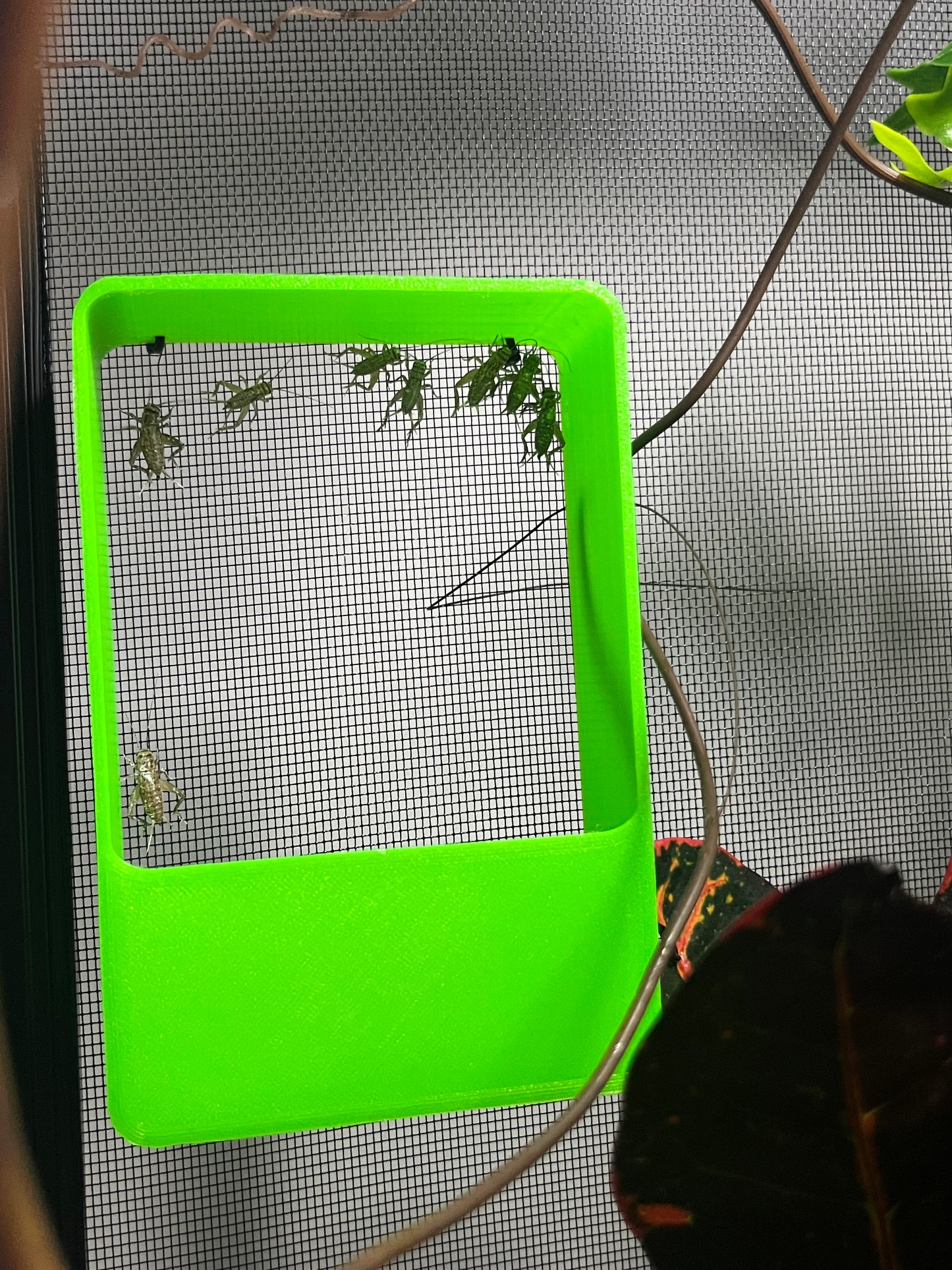 Insect Bug Feeder Box