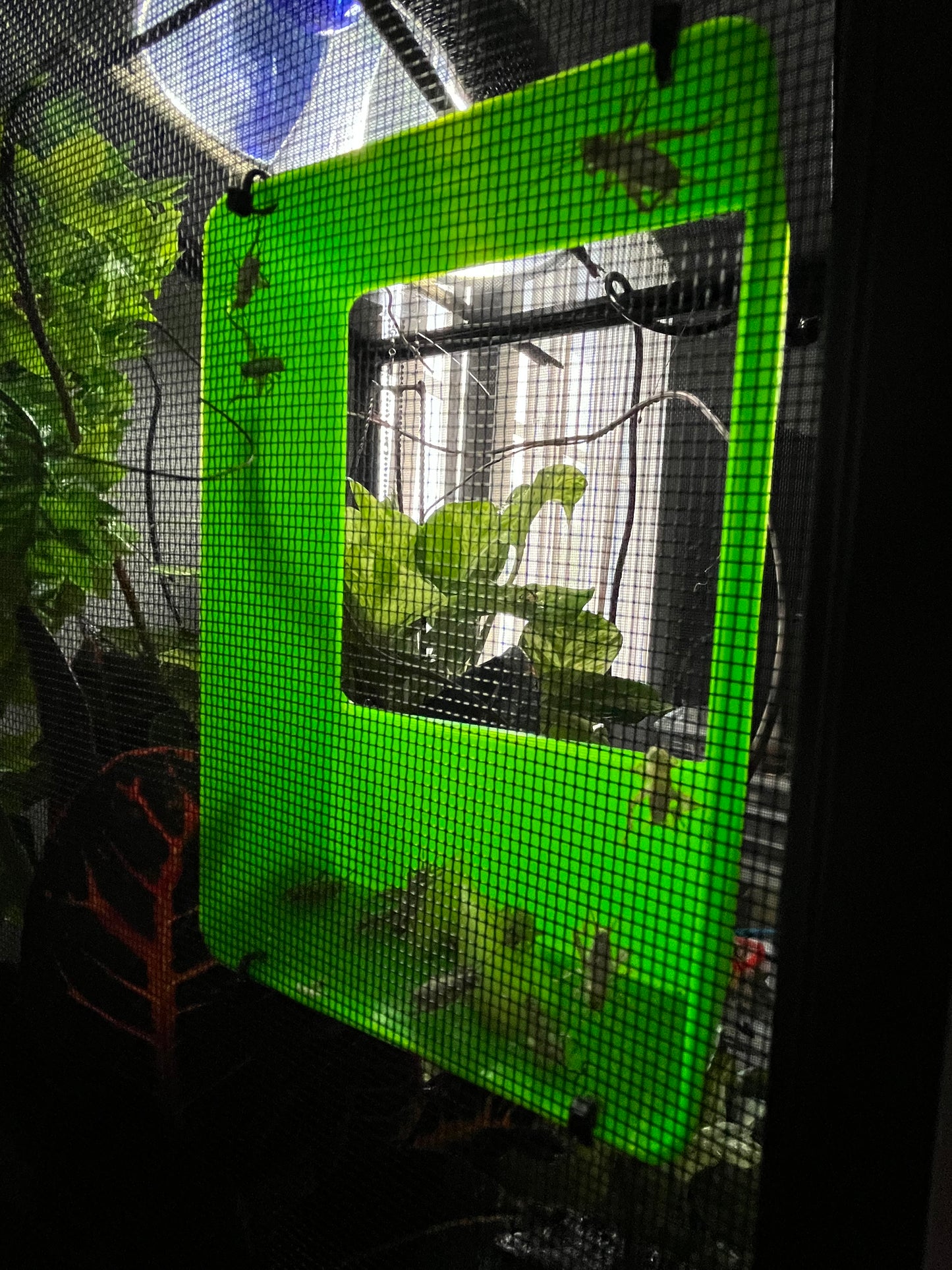 Insect Bug Feeder Box
