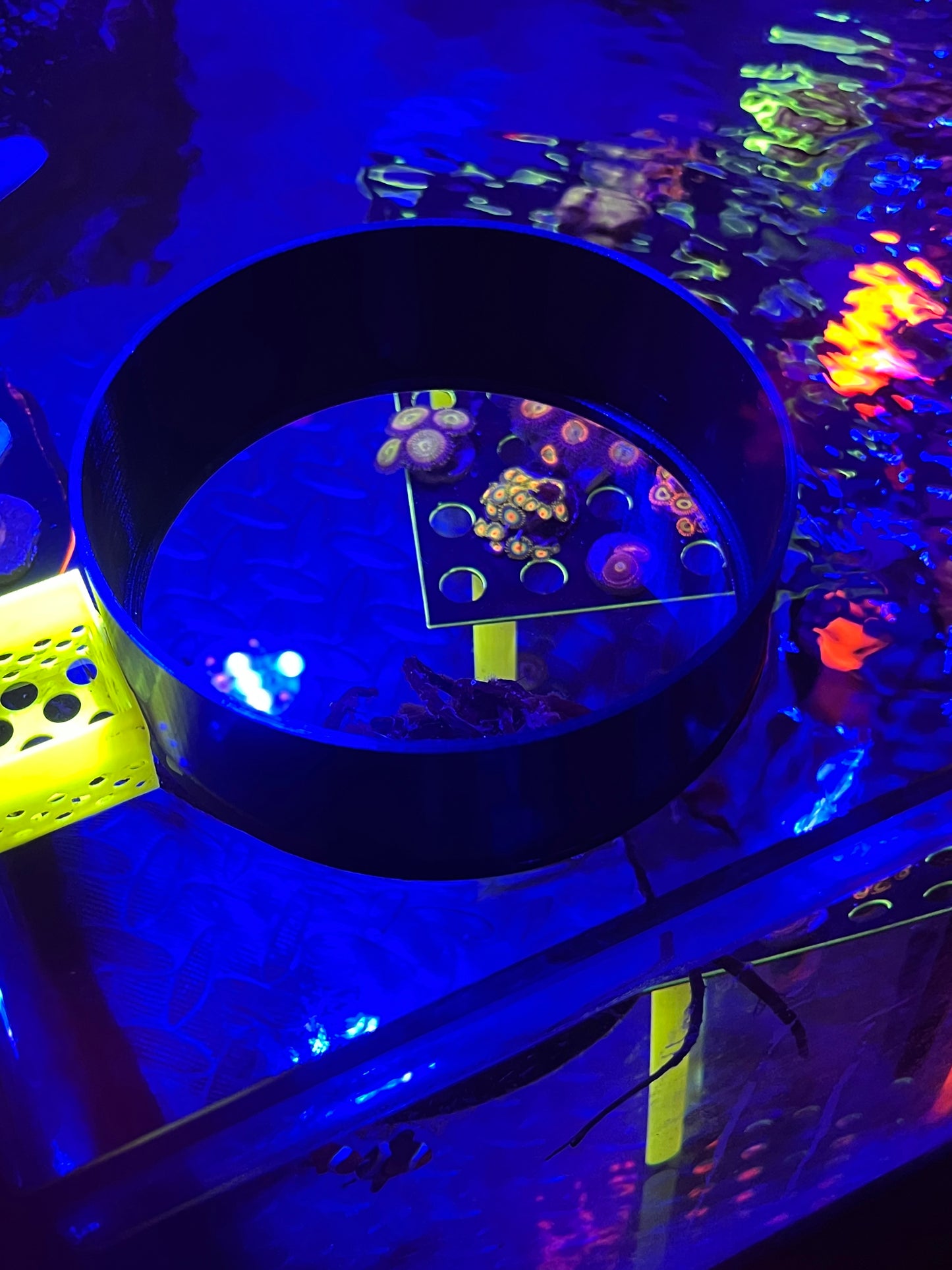 Coral viewer