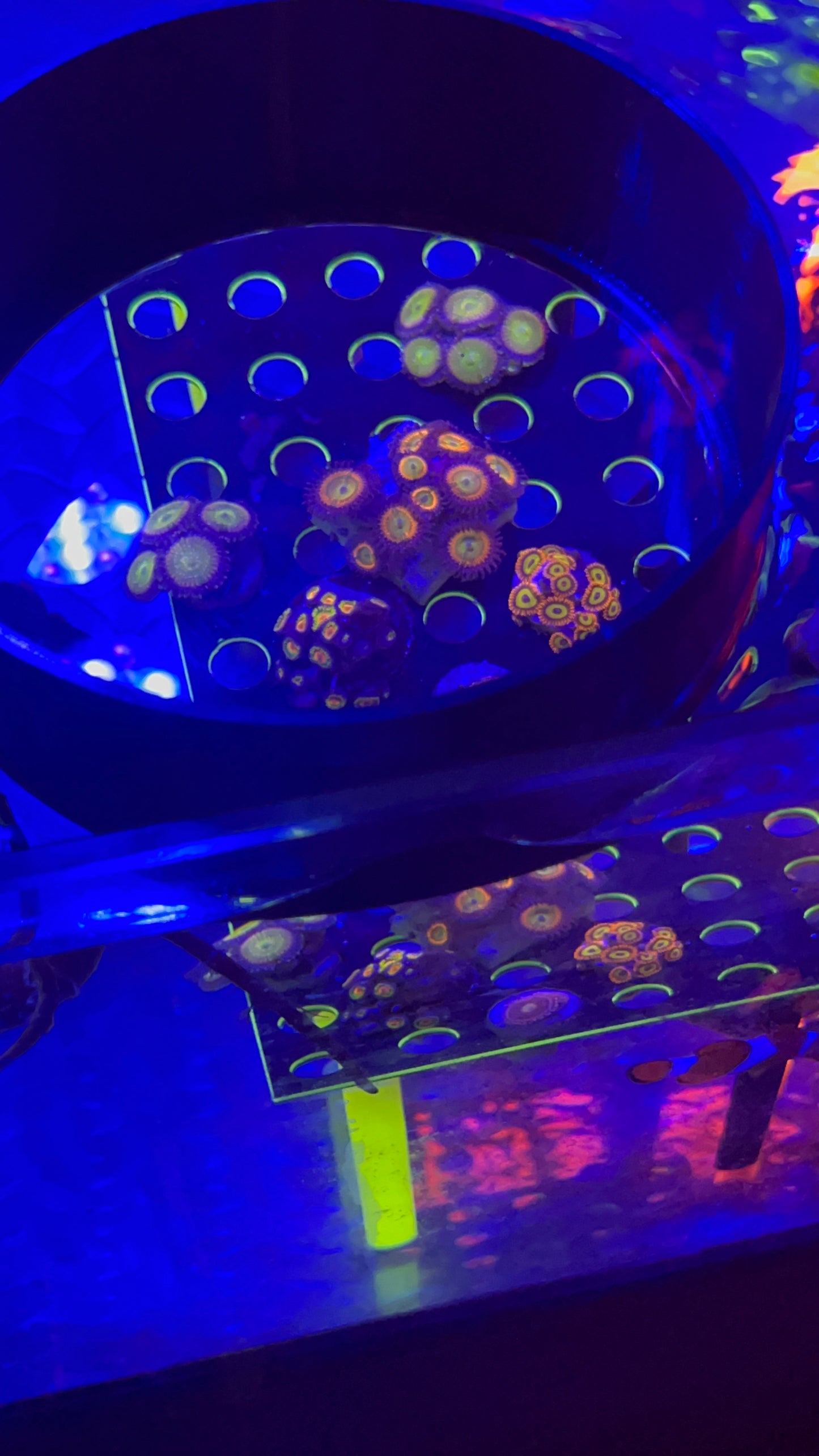 Coral viewer