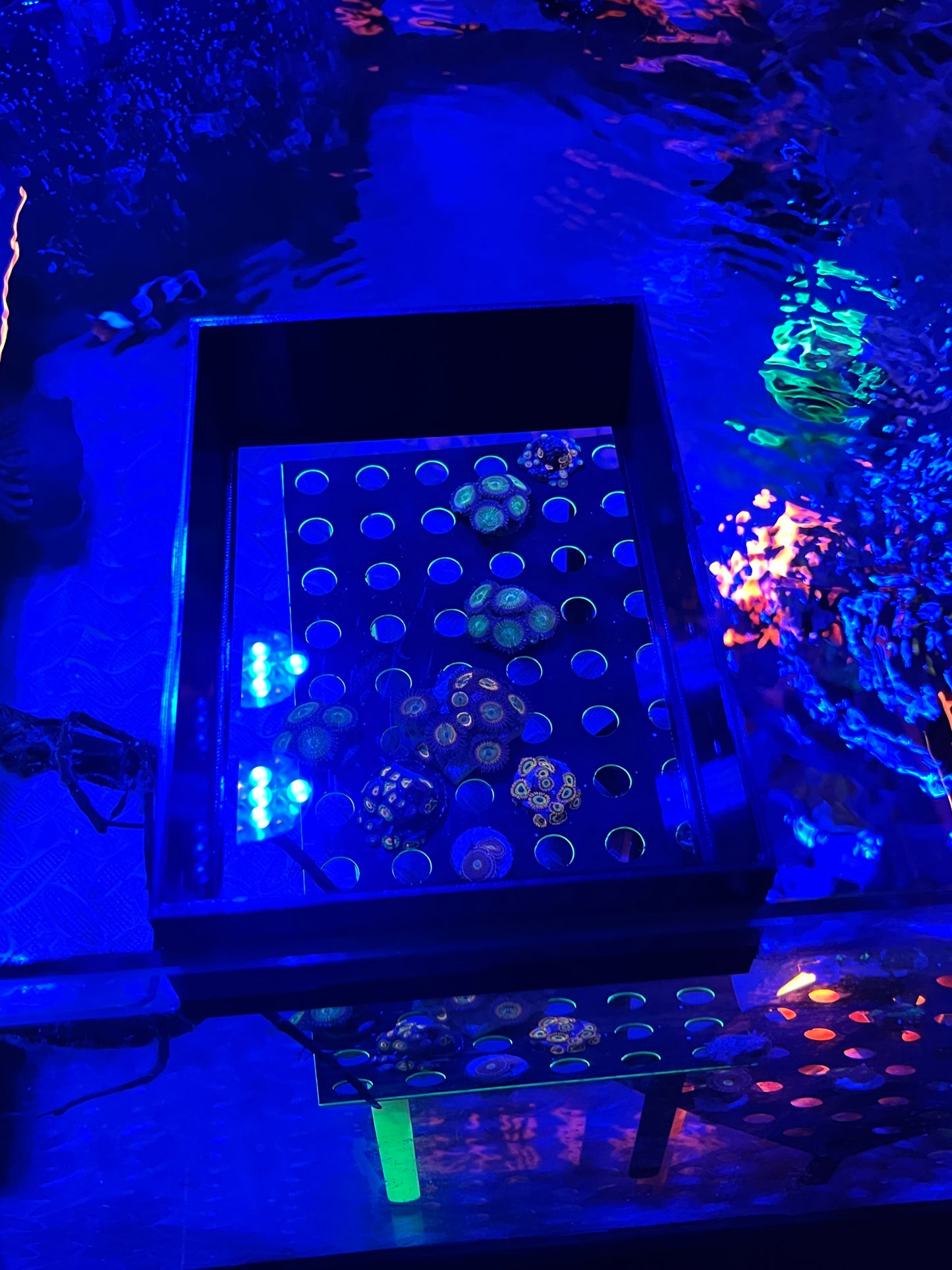 Coral viewer