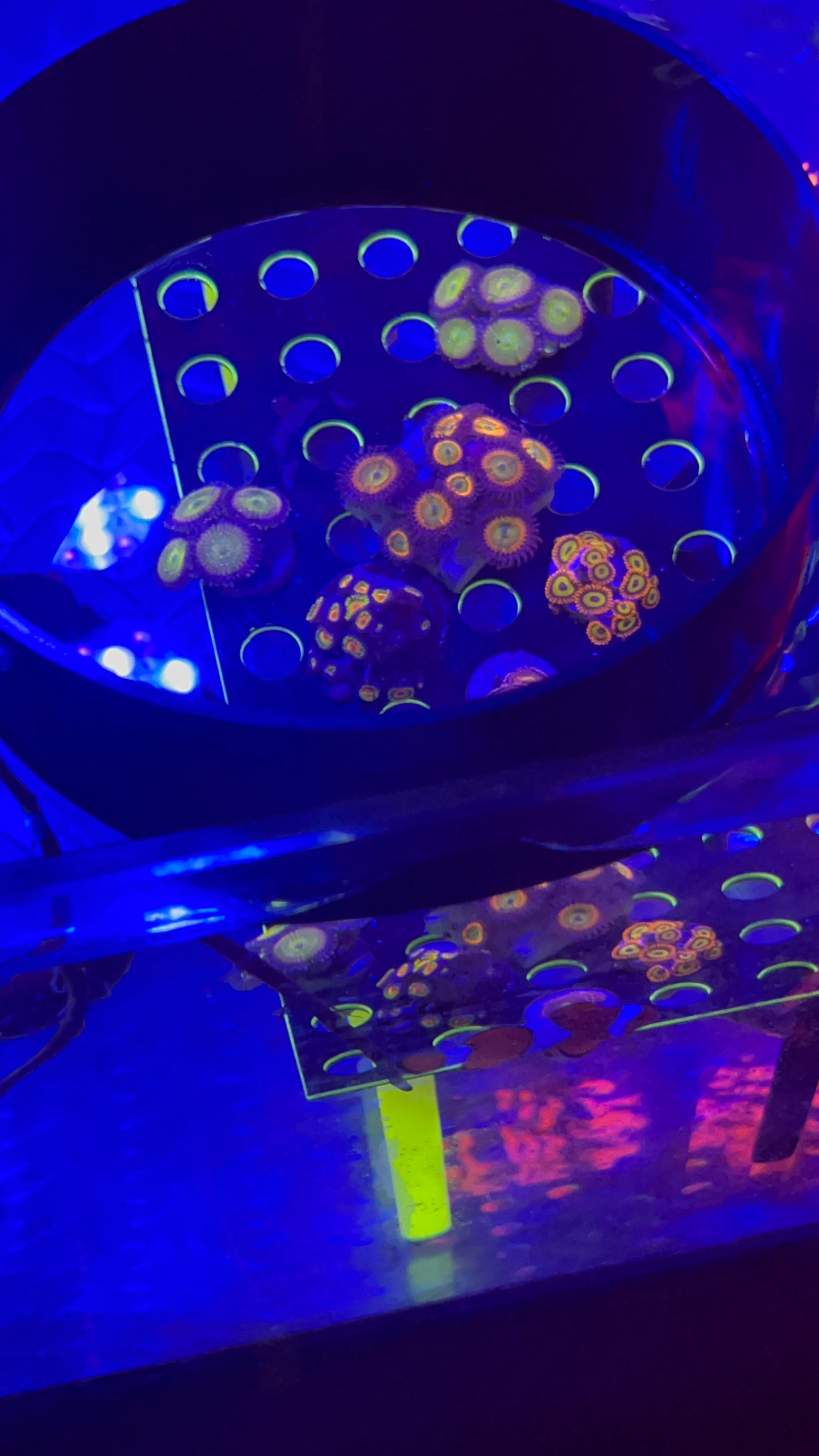 Coral viewer