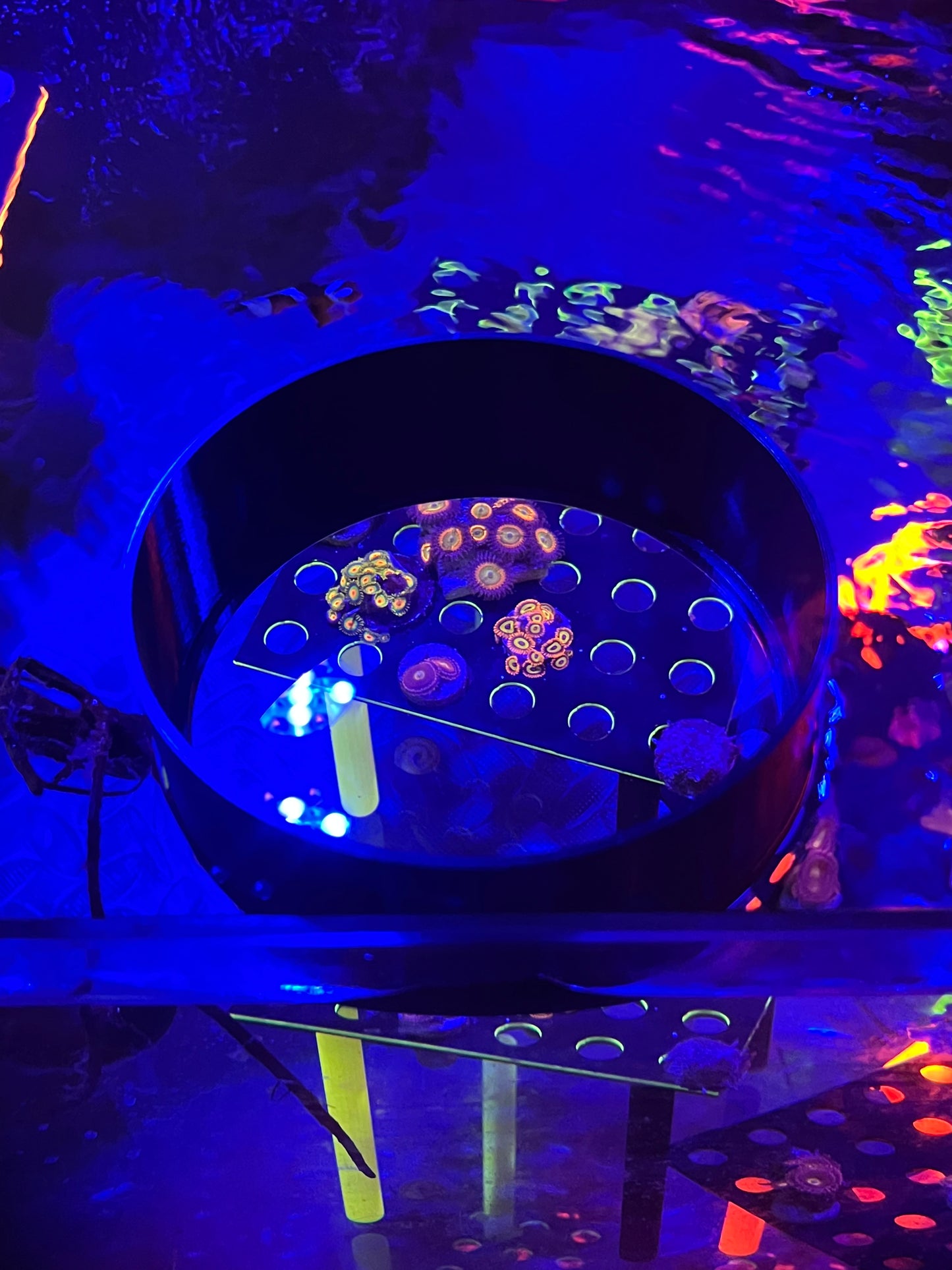 Coral viewer